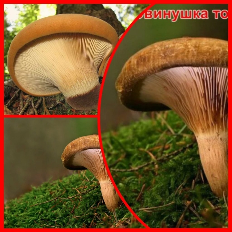 Ложная свинушка гриб