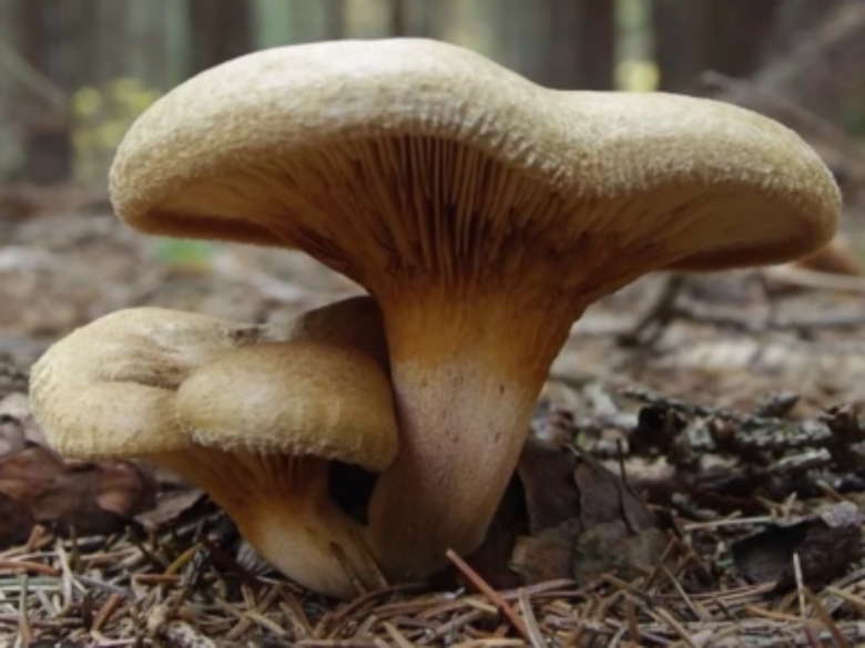 Свинушка ольховая