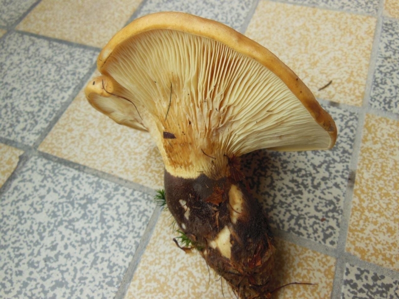 Гриб свинушка ольховая