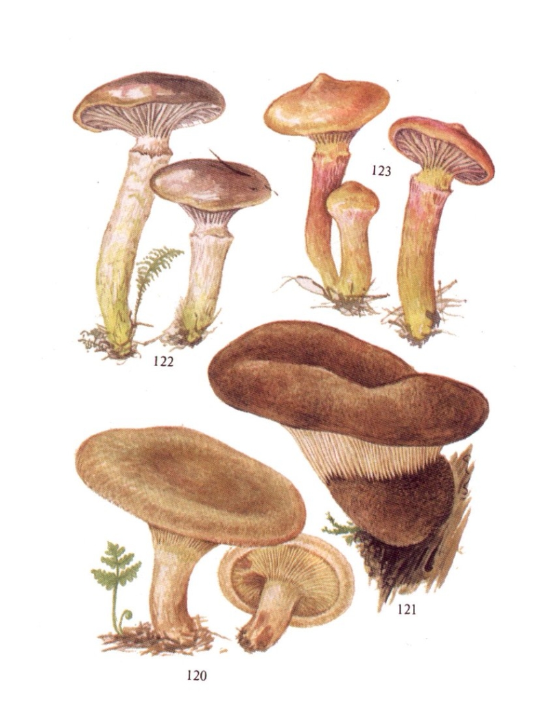 Свинушка гриб тонкая и толстая отличия