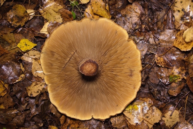 Чешуйчатка золотистая pholiota aurivella