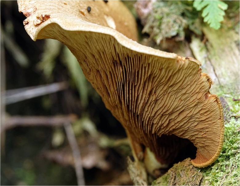 Гриб свинушка ольховая