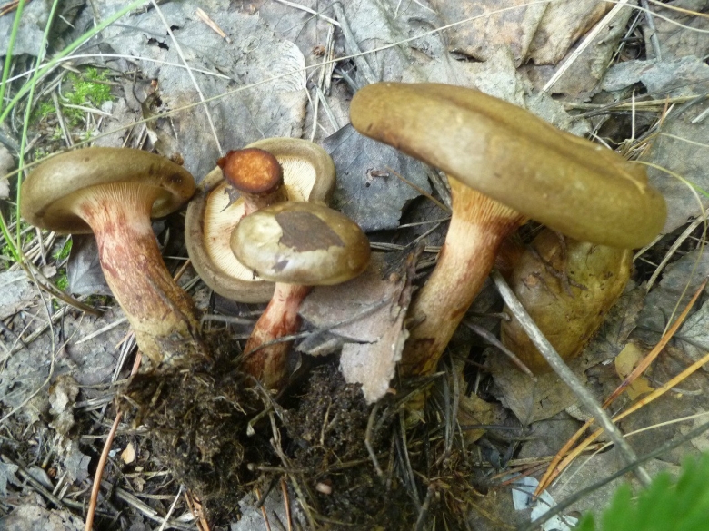 Свинушка тонкая paxillus involutus