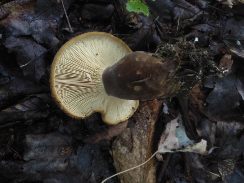 Грибы коричневые пластинчатые свинушки