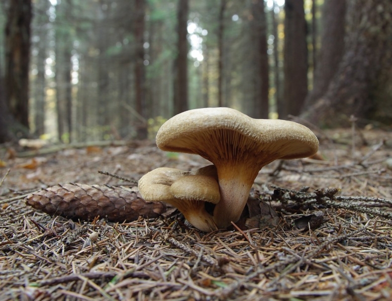 Свинушка гриб