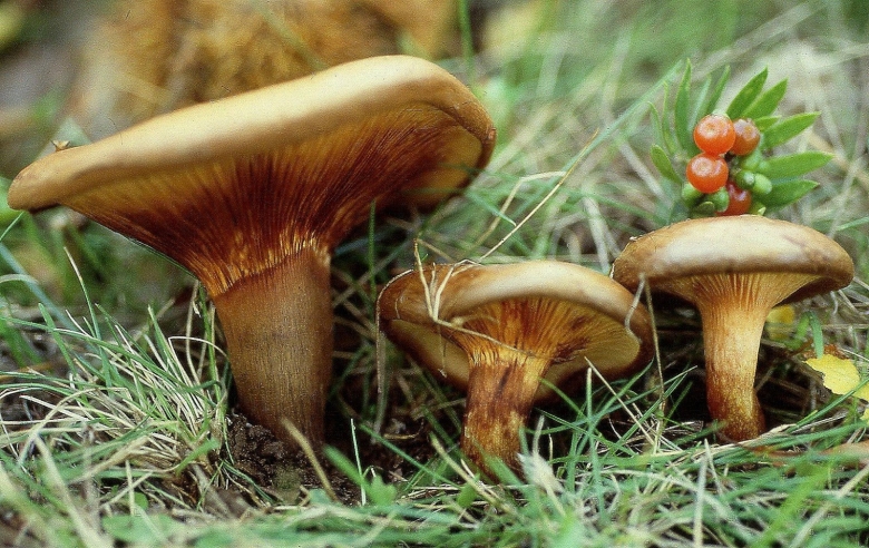 Свинушка тонкая Paxillus involutus