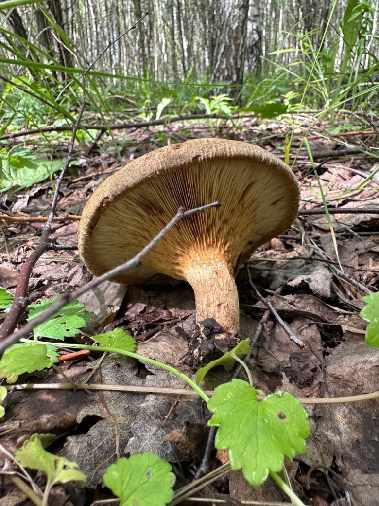 Грибы пластинчатые свинушка тонкая