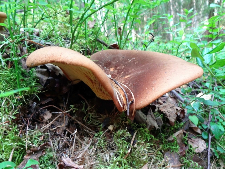 Грибы коричневые пластинчатые свинушки
