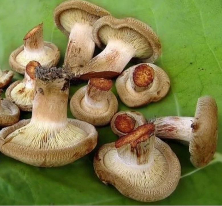 Грибы свинушки вареные