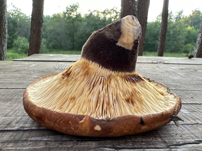 Гриб свинушка