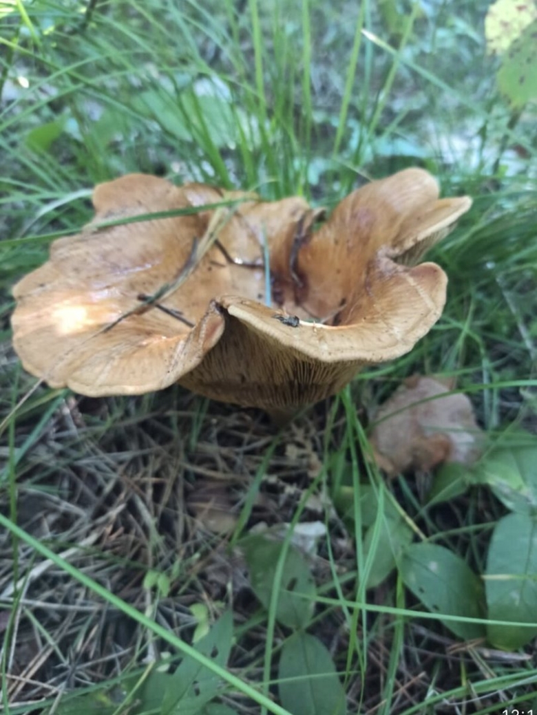 Грибы в Подмосковье