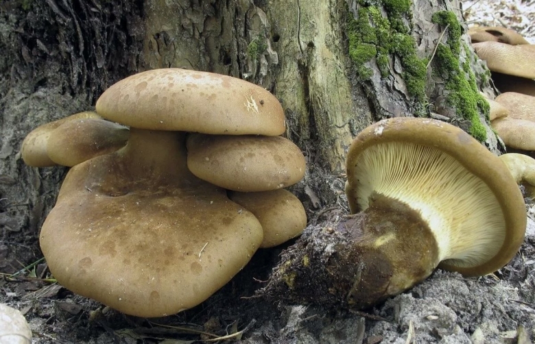 Вешенка гриб