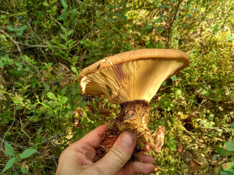 Грибы пластинчатые свинушка тонкая
