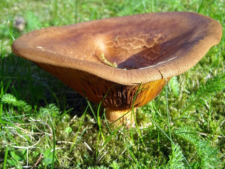 Гриб свинушка съедобный