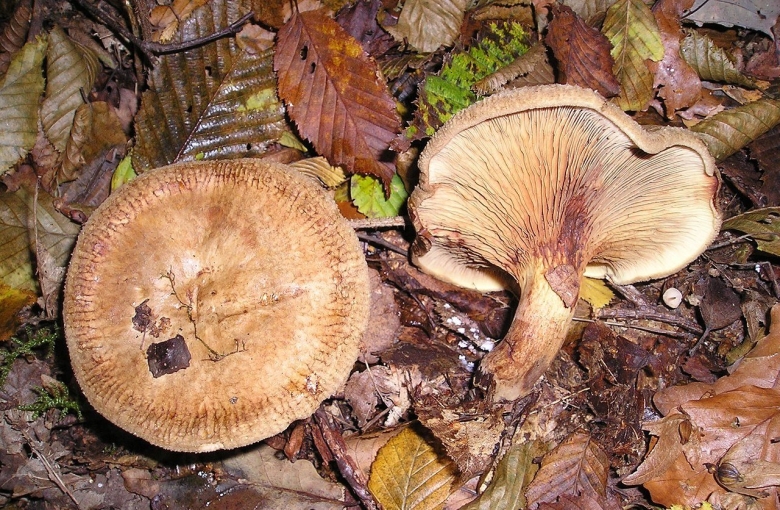 Дунька гриб свинушка