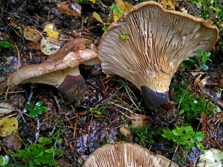 Свинушка paxillus rubicundulus