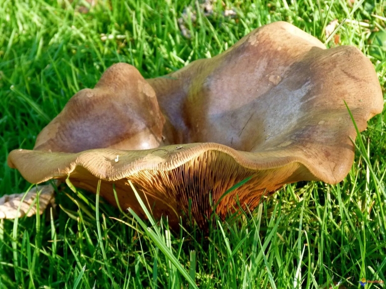 Гриб свинушка поддубник