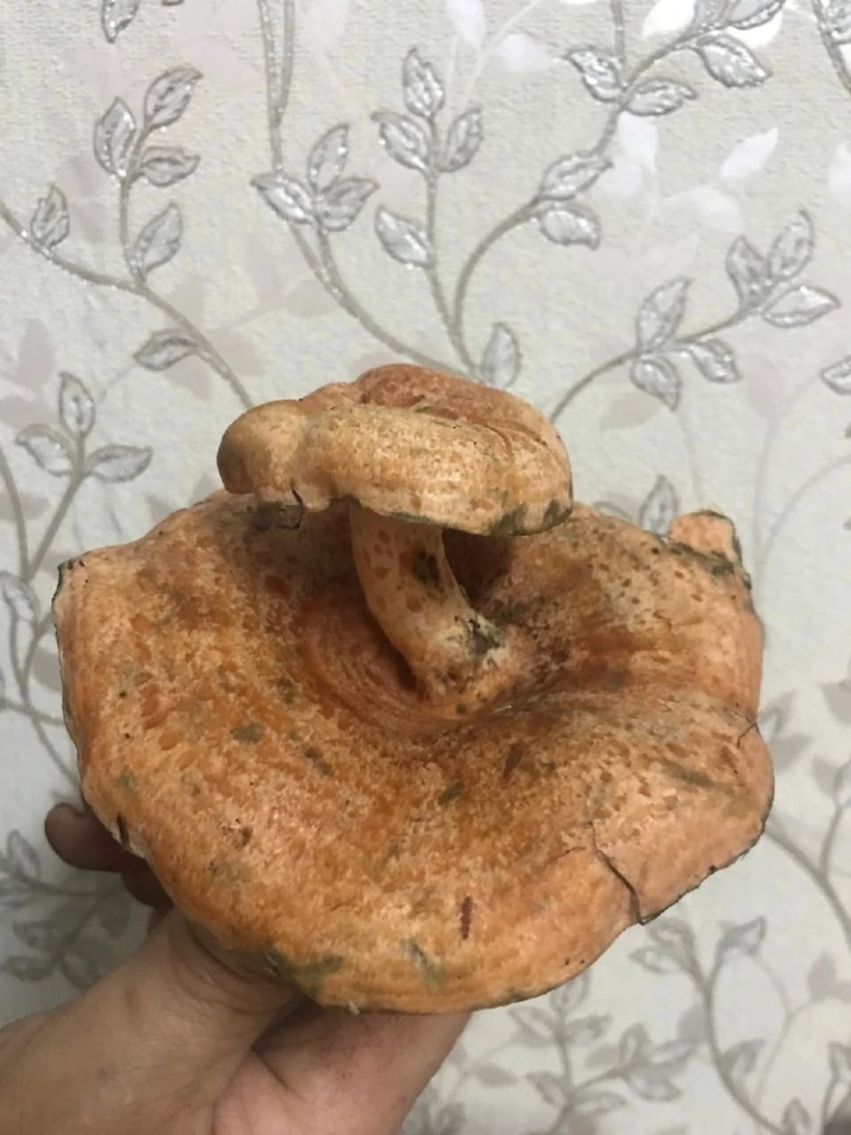 Грибы матрешки фото