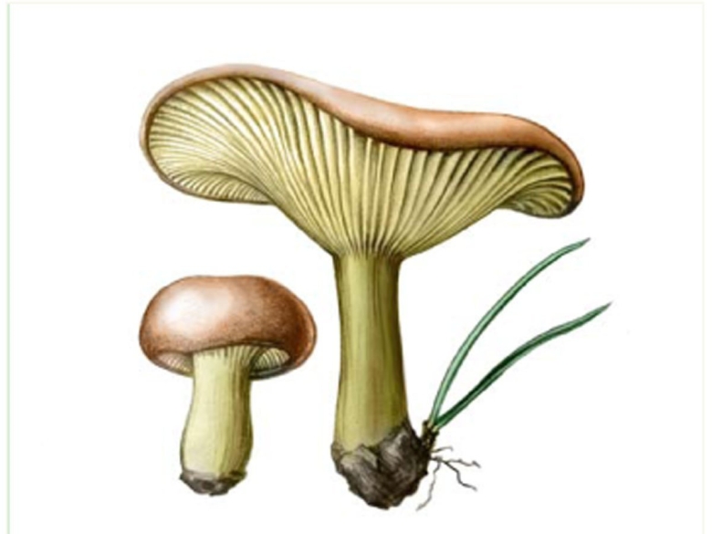 Свинушка тонкая гриб