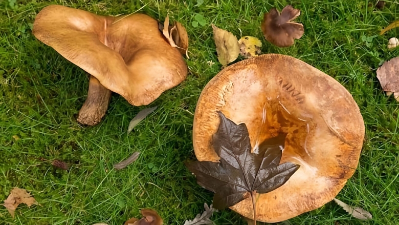 Свинухи грибы