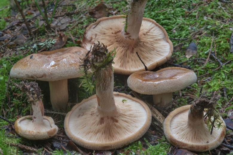 Млечник серо розовый lactarius helvus