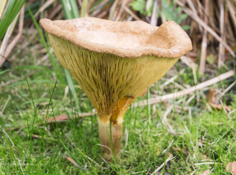 Гриб свинушка поддубник