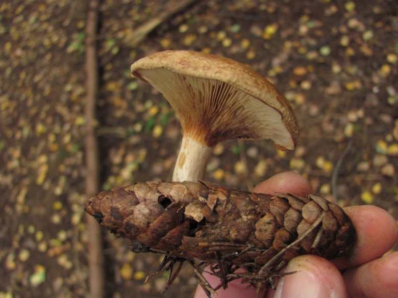 Грибы пластинчатые свинушка толстая