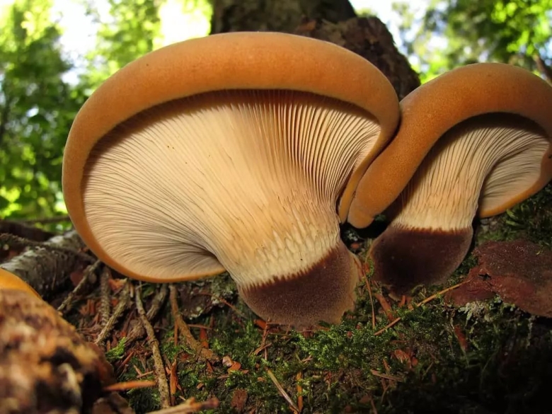 Вёшенка обыкновенная съедобные грибы