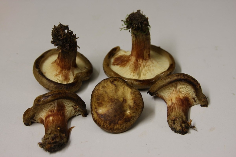 Свинушка тонкая Paxillus involutus