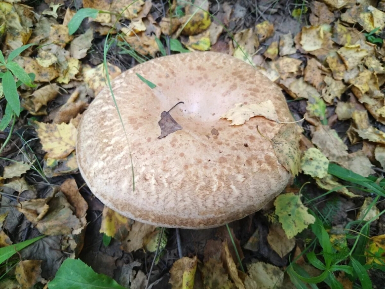 Свинухи грибы фото