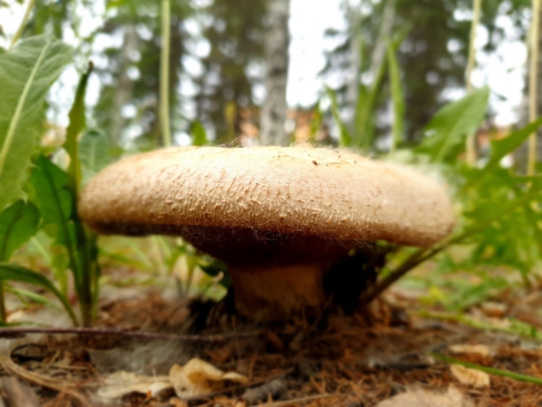 Коровник гриб