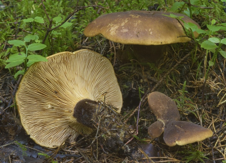 Свинушка войлочная