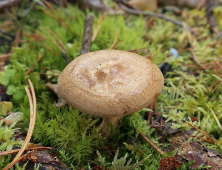 Свинушка тонкая мякоть