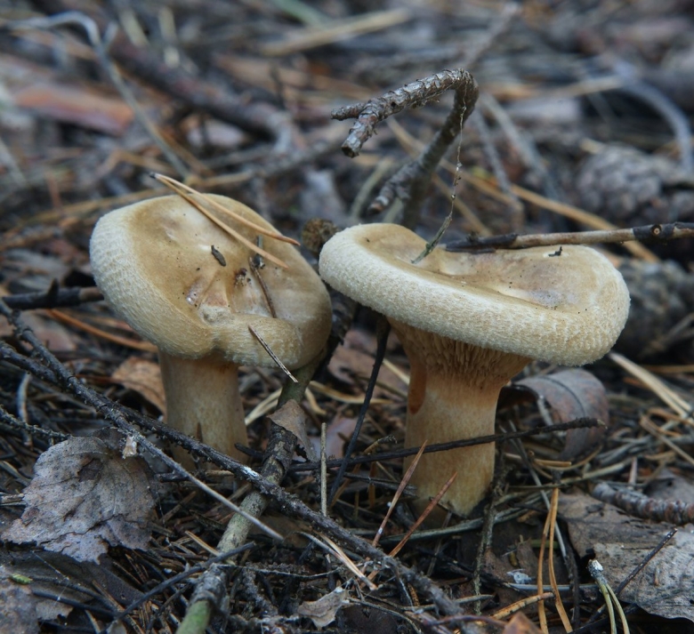 Гриб янтарный млечник