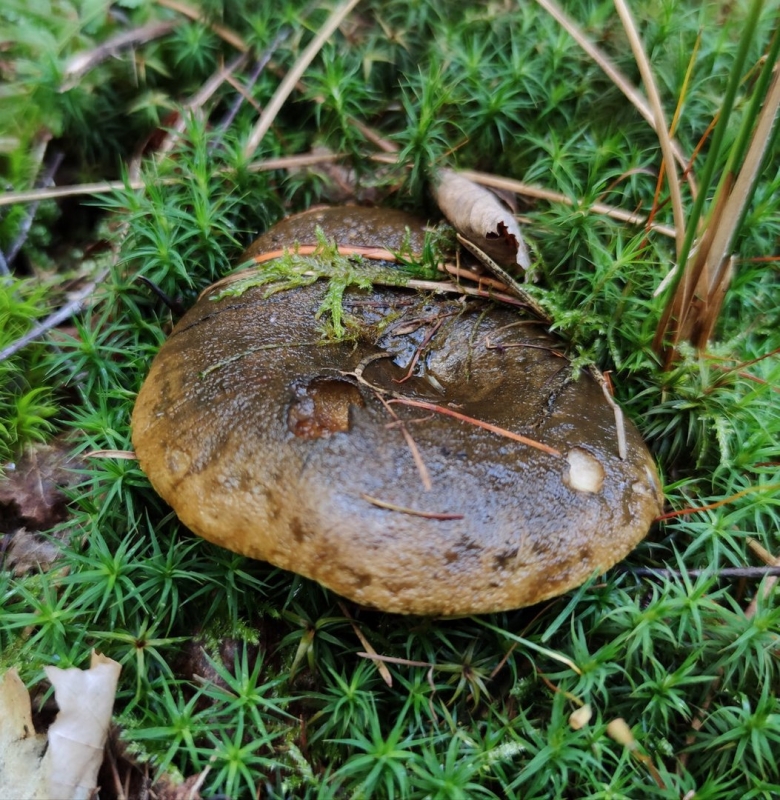 Черные грузди