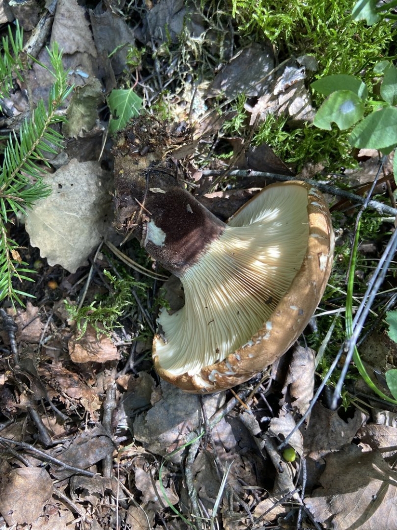 Свинушка толстая