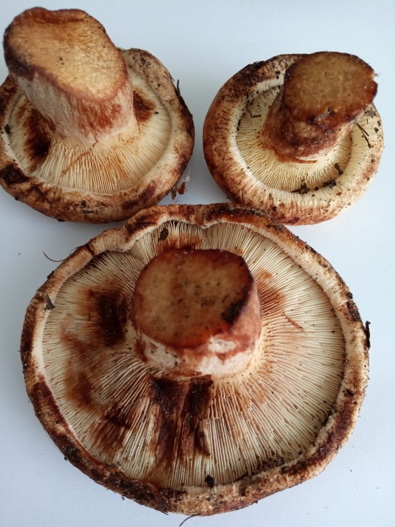 Грибы коричневые пластинчатые свинушки