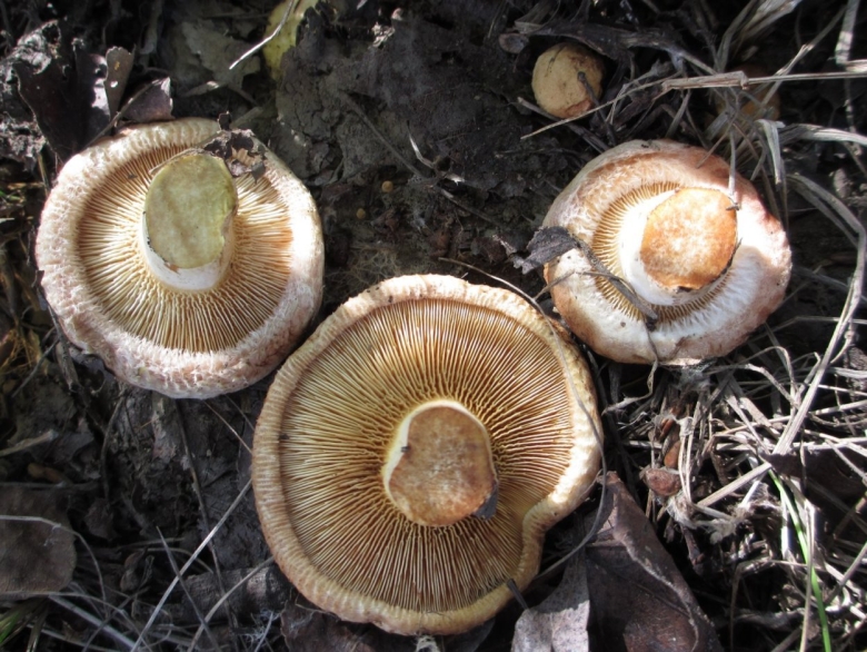 Гриб свинушка коровяк