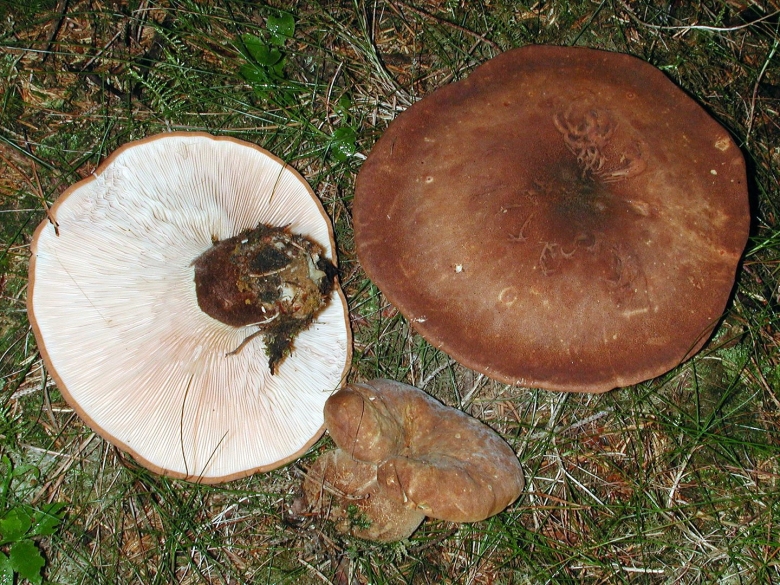 Tricholoma fracticum