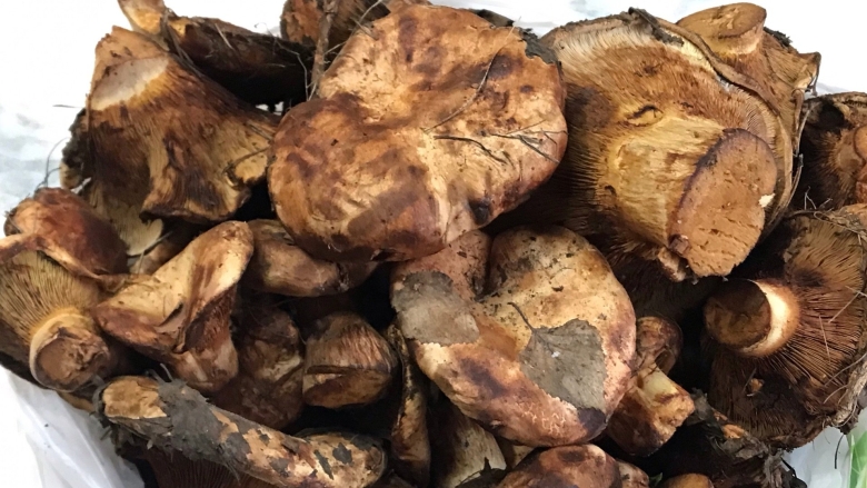 Свинушки и коровники