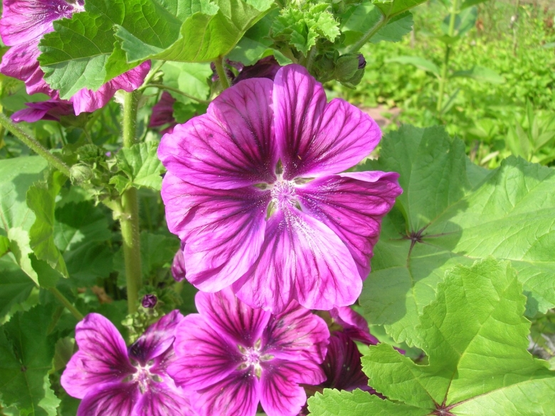 Мальва листья