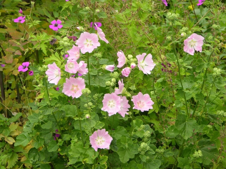 Мальва лаватера