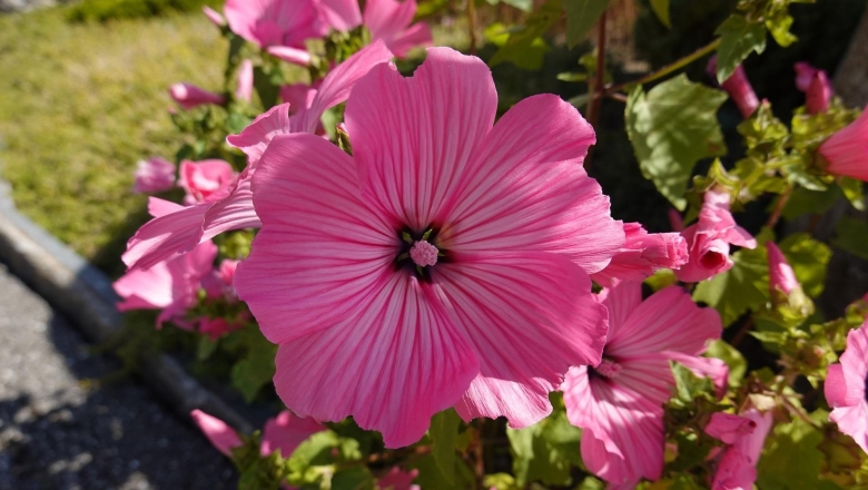 Мальва розовые кружева