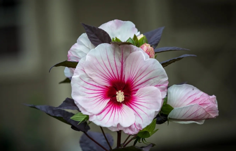 Мальва цветок многолетний