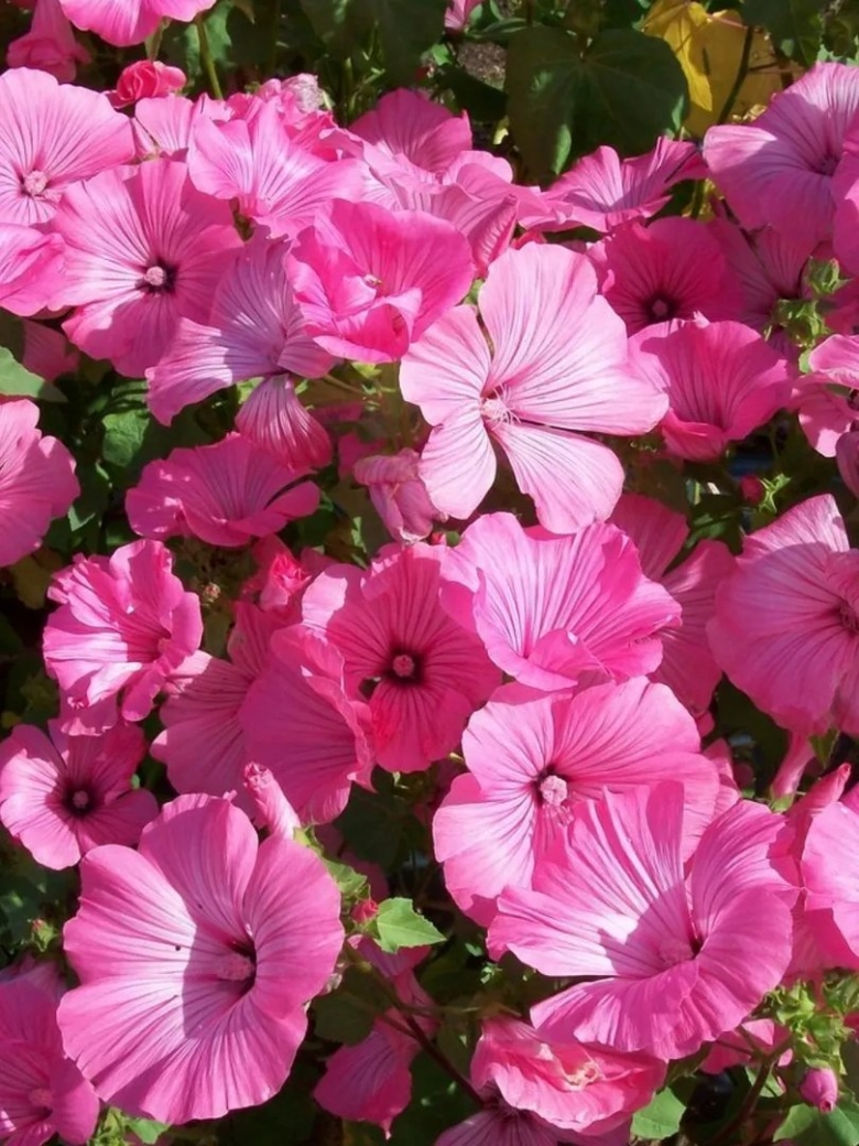 Лаватера Монблан белая