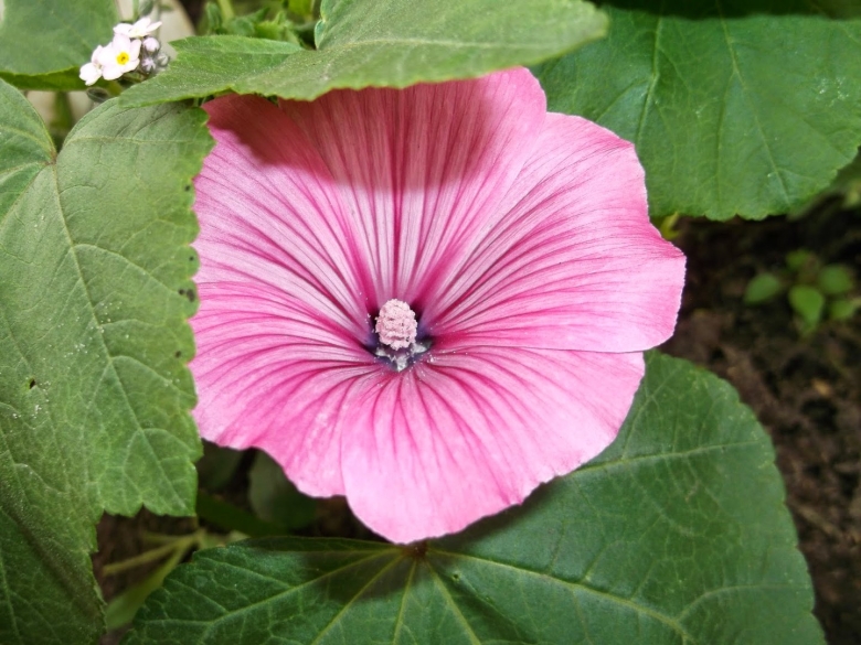 Лаватера Рубиновые купола