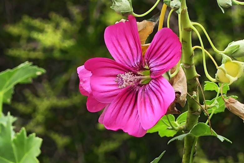 Malva assurgentiflora