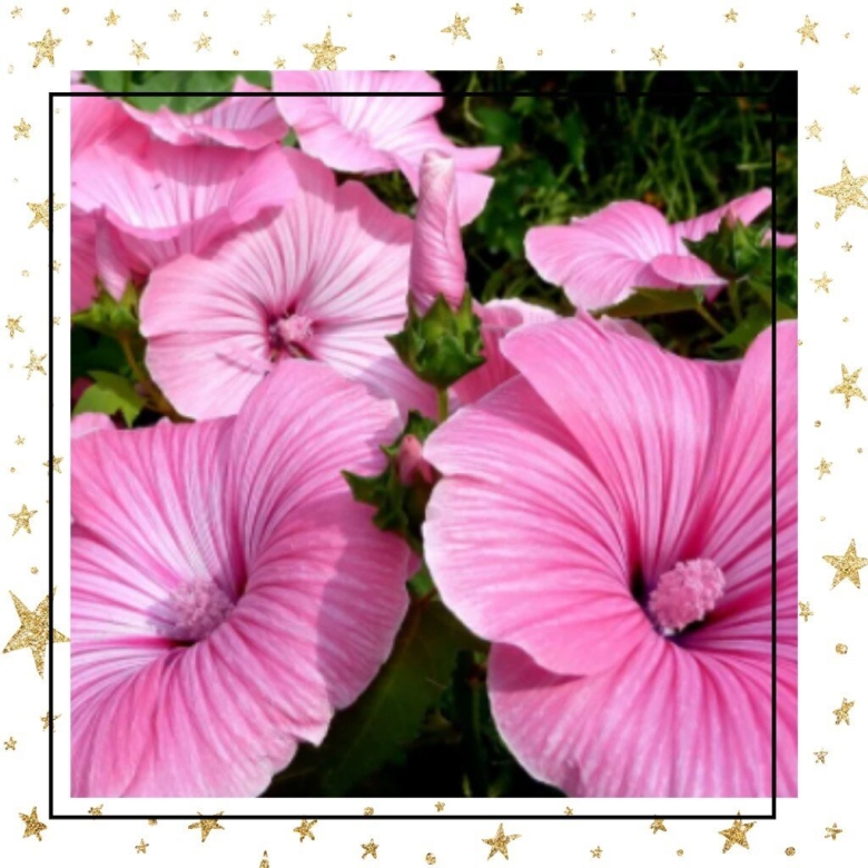 Малопа Бриллиантовая роза