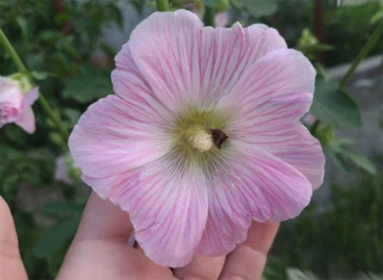 Мальва просвирник розовый