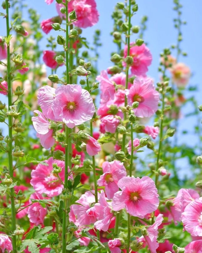 Ростки мальвы фото